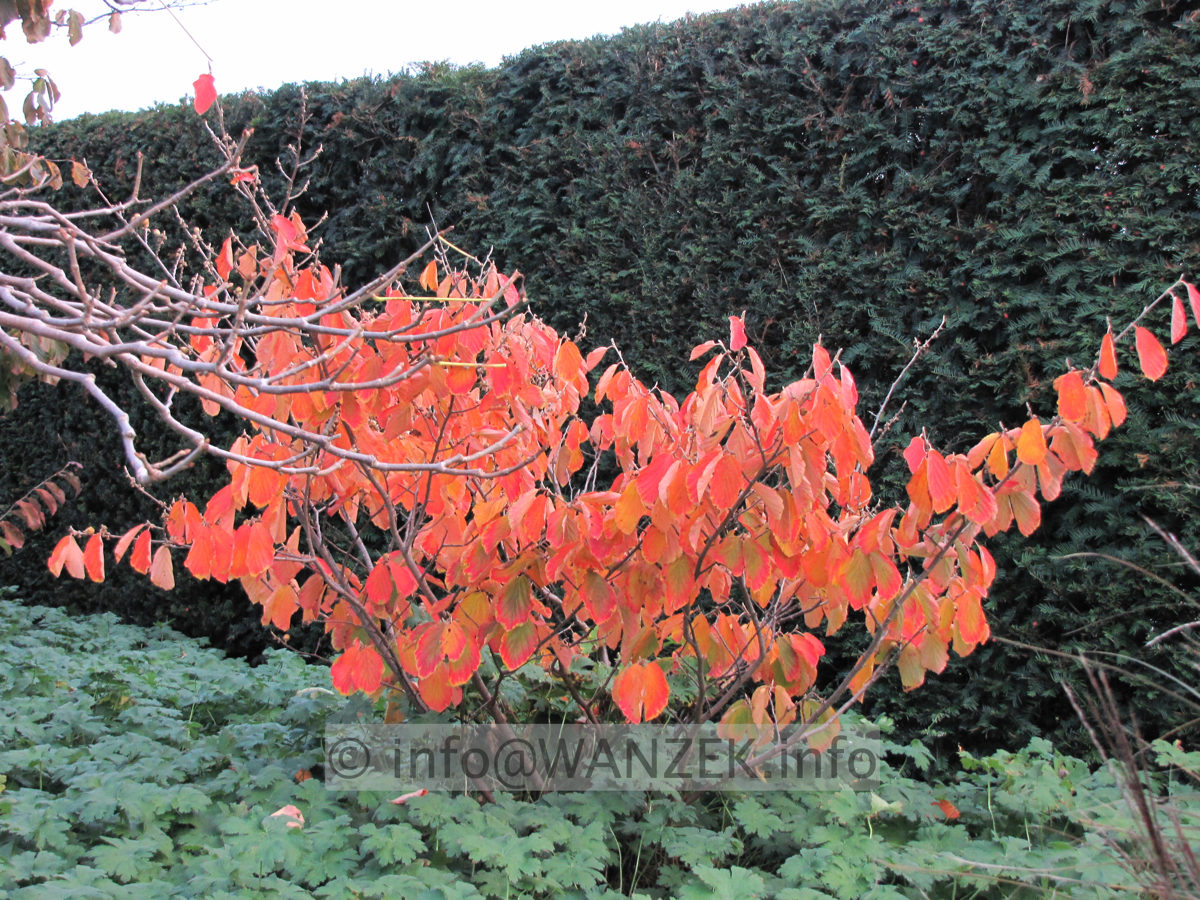 Hamamelis Westerstede Herbstfaerbung.JPG